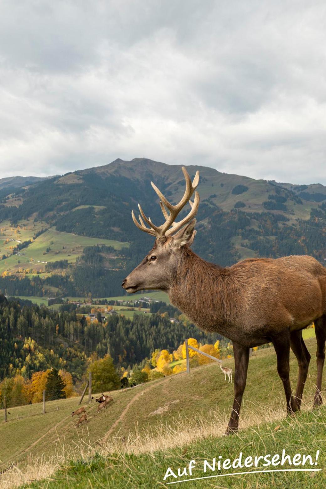 Ferienwohnung Auf Niedersehen - 8 Personen - Kitzbuehler Alpen - Hoehe Tauern Np Hollersbach im Pinzgau Eksteriør bilde